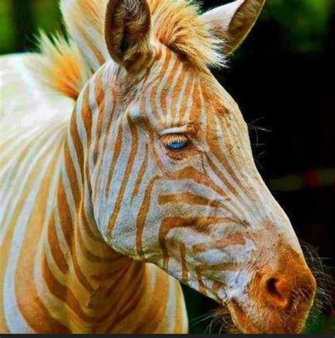 A Rare Zebra With Gold Stripes And Blue Eyes Animals Zebra Rare