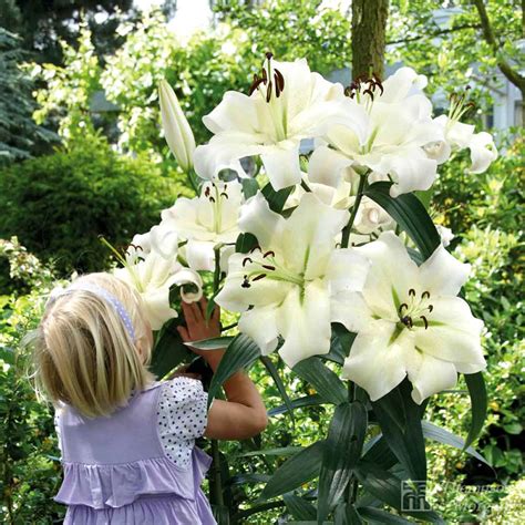 Tree Lily Pretty Woman 10 Bulbs On Sale Fast Delivery