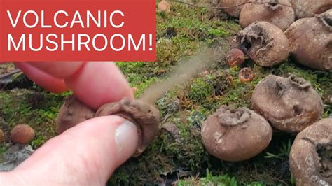 Explosive Edible Stump Puffball How To Find And Id Youtube