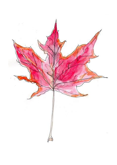 Autumn Sycamore Leaf Line Drawn And Watercolours Sycamore Leaf Leaf
