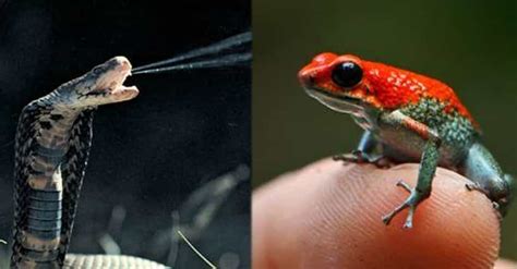 The Most Poisonous Animals In The World Ranked By How Quickly They Kill You