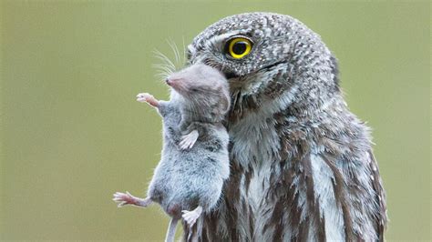 Why You Shouldnt Feed Or Bait Owls Audubon