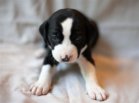 Get cute pups, helpful tips, and more sent to your inbox. Jetta - Golden Retriever Puppy for Sale (With images ...