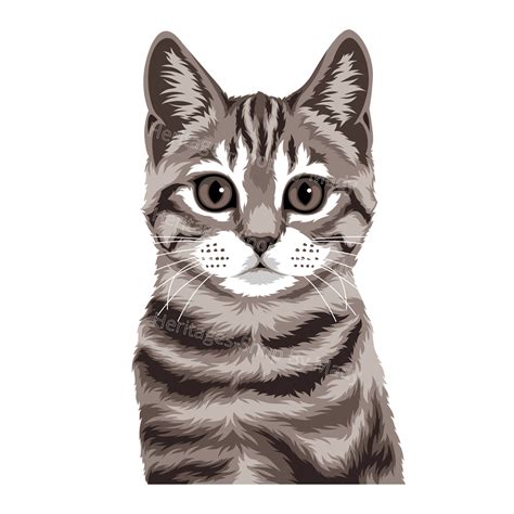Tabby Grey Cat Breed Portrait Illustration Peeking Peekaboo Design Svg