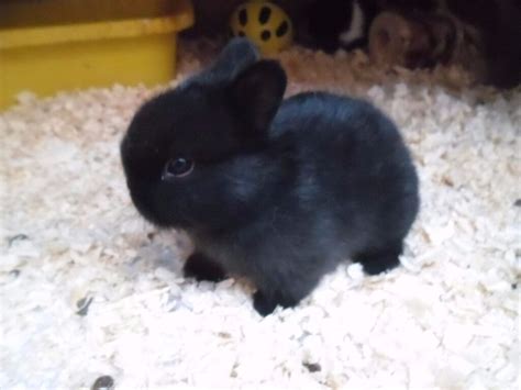 Pure Black Netherland Dwarf Cross Baby Rabbits Sold In Plymouth