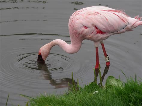 Lesser Flamingo | Marnix's Bird Gallery