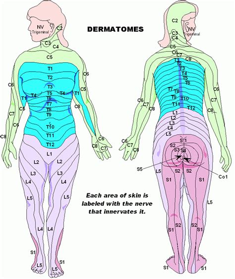 Dermatome Map Abdomen Dermatome Map
