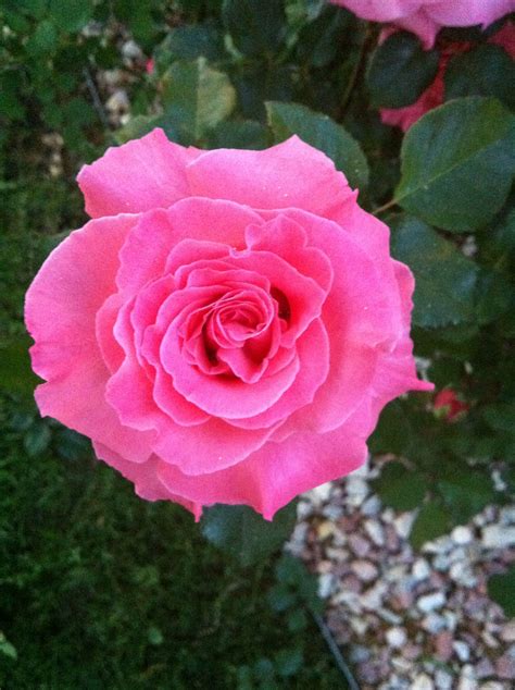 Bright Pink Rose Colorsoftheweek Rose Rose Color Pink Bliss