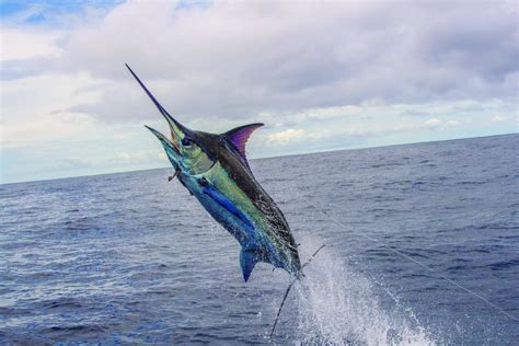 Best Blue Marlin Fishing Destinations Sportquest Holidays