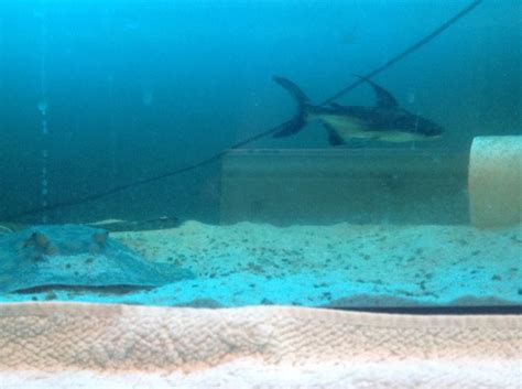 High Fin Silver Pangasius 6inch £15 At Aquarist Classifieds