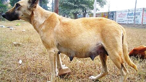 Dog Mating And Pregnancy Pethelpful
