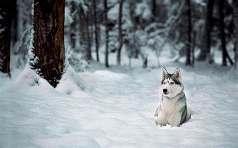 Dog Animals Snow Winter Wallpapers Hd Desktop And