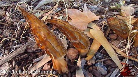 Morchella rufobrunnea- Blushing Morel- Australia - YouTube