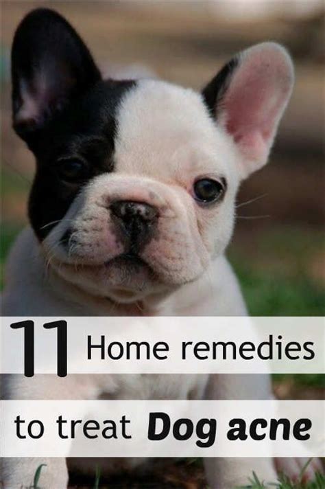 11 Home Remedies To Treat Dog Acne Dog Acne Dogs Home Remedies