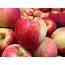 Ambrosia Apples An Apple As Sweet Honey  Minnetonka Orchards