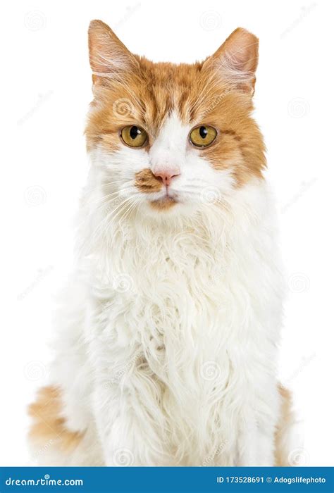 Close Up Orange And White Cat Closeup Stock Image Image Of Face