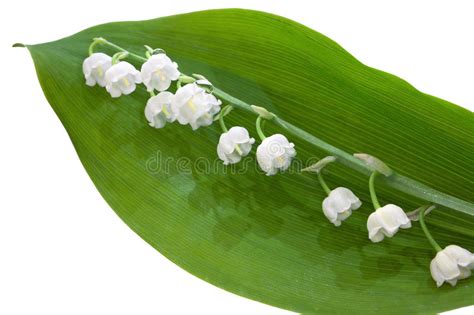 Lily Of The Valley Flowers Design Stock Image Image Of Border
