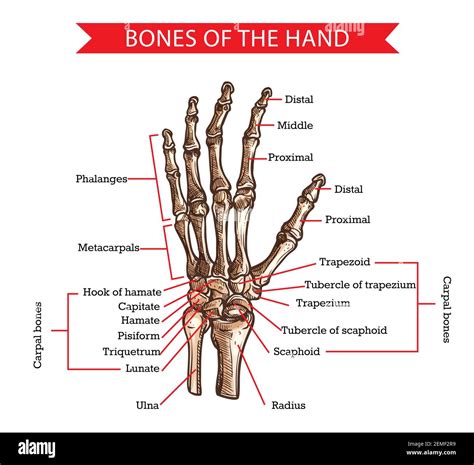 Hand And Wrist Bones Vector Sketch Of Human Anatomy And Medicine Design