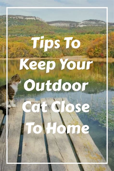 How To Keep Outdoor Cats Safe Artofit