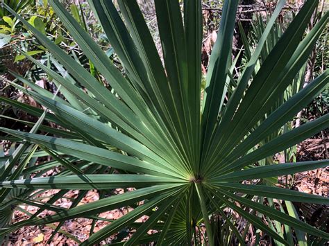 Saw Palmetto Gardening In The Panhandle