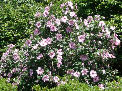 Perennial flowers with impressive blooms. Beautiful Large Flowering Bushes - HomesFeed