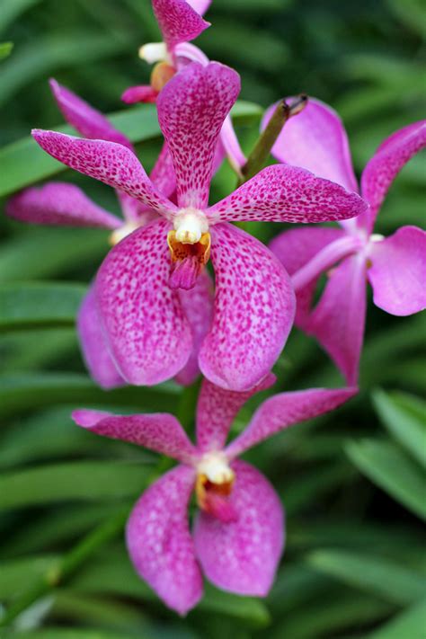 see the world s biggest display of orchids at the national orchid garden in singapore will fly