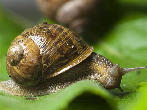 Alcune specie di lumache di terra sono commestibili e sono classificabili come carne (anche se la loro consistenza molliccia fa somigliare le lumache più a dei molluschi). Lumache