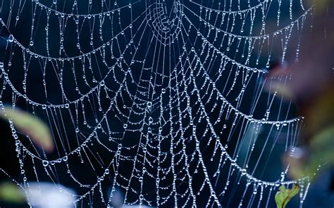 If you have one of your own you'd like to share, send it to us and we'll be happy to include it on our website. Spider Web Background ·① WallpaperTag