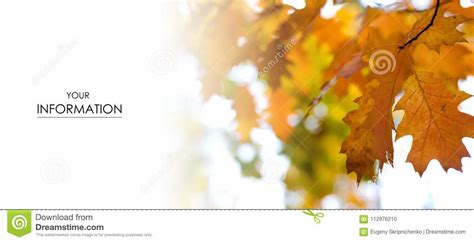 Orange Green Leaves Autumn Pattern Stock Photo Image Of