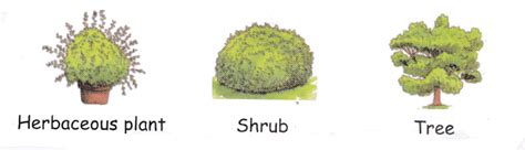 Maybe you would like to learn more about one of these? Plant classifications flowering and non flowering for kids