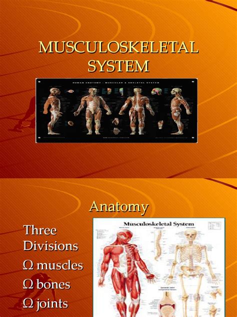 Musculoskeletal System Pdf Anatomical Terms Of Motion Human
