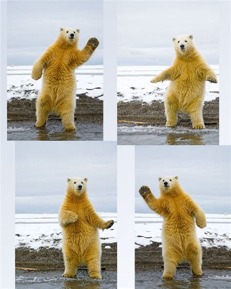 Bear Dance Hustle Swagg Ajb Dancing Animals Polar Bear Funny