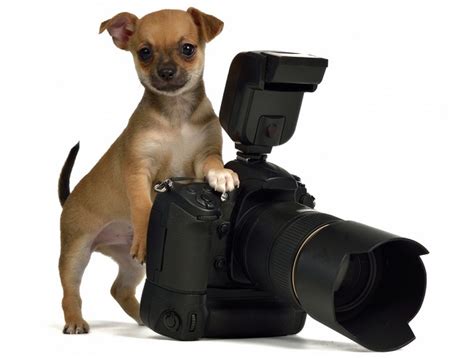 This New Nikon Camera Feature Will Turn Your Dog Into A Photographer
