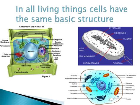 Ppt Aim How Do Organelles Impacts A Cells Activity Powerpoint