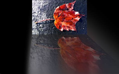 Reflective Autumn Leaf Free Stock Photo Public Domain Pictures