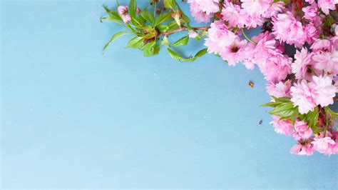 おしゃれな花などの春の壁紙特集！フリーのpc・スマホ用高画質画像まとめ 壁紙 春 花 壁紙 花 かわいい