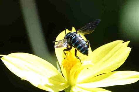 「幸せを呼ぶ青い蜂」ブルービー | ふじさわ自然通信