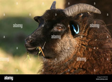 Hebridean Black Sheep Hi Res Stock Photography And Images Alamy