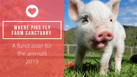 No Stopping Us Now Where Pigs Fly Farm Sanctuary Chuffed Non