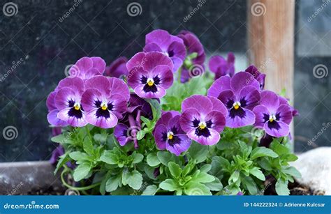 Purple Garden Pansies Blooming Stock Photo Image Of Colorful