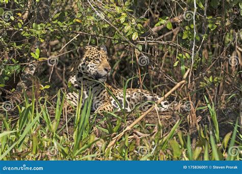 Jaguar Resting In A Shaded Glen Stock Image Image Of Brazil