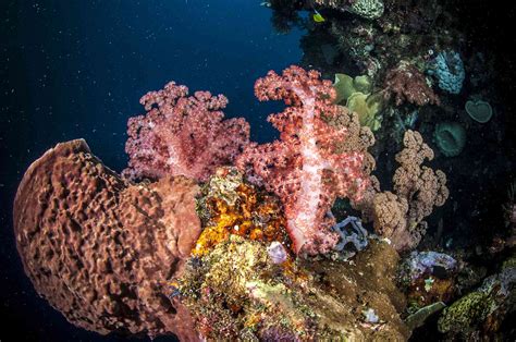 10 Stunning Underwater Plants And Sea Creatures On The Ocean Floor