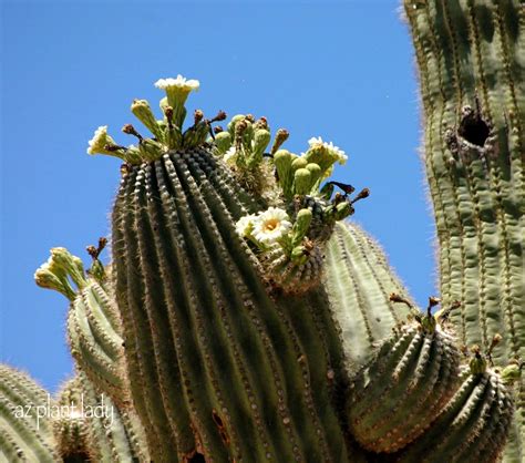 Saguaro Flower Desert Gardening 101