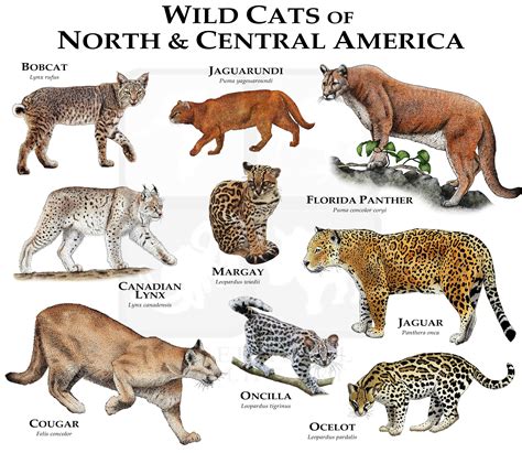 Wild Cats Of North And Central America Poster Print Etsy