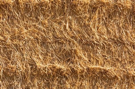 Background And Texture Of Dry Straw From A Straw Bale Stock Image