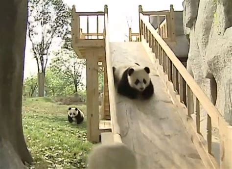 These Adorable Pandas Playing On A Slide Pandas Playing Funny