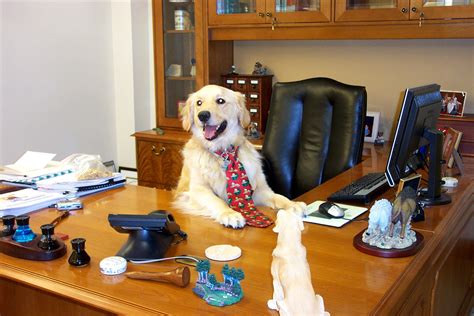 These memes are vastly superior to generic dog meme, and dogs agree that these memes are inadequate to the bone. Today Is "National Take Your Dog to Work Day" - LIFE WITH DOGS