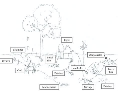 Mangrove Food Web Of Associated Fauna Download Scientific Diagram