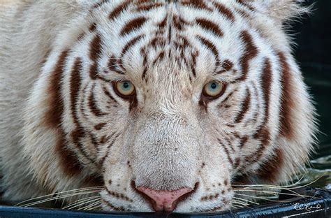 Kowiachobee Animal Preserve White Tiger With Blue Eyes Photograph By