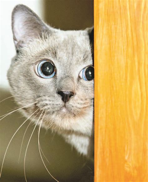 Clingy Cats Dealing With Separation Anxiety In Felines — Animal Scene